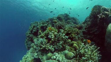 Tropikal balıklar ve mercan resifleri dalgıçlık yapıyor. Mercanlar ve tropik balıklarla dolu sualtı dünyası.