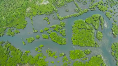 Siargao Adası, Filipinler 'deki havadan panoramik mangrov ormanı manzarası. Mangrov manzarası