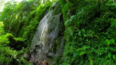 Yağmur ormanlarında küçük bir şelale. Dağ ormanında tropik Kawasan Şelalesi. Bohol, Filipinler.