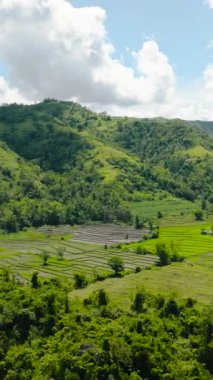 Pirinç tarlaları ve şeker kamışı tarlaları olan tarım arazileri. Zenciler, Filipinler
