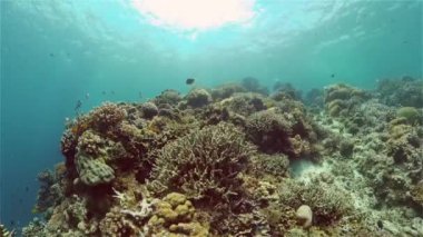 Tropik Su altı Renkli Resifi. Tropik sualtı balığı. Filipinler.