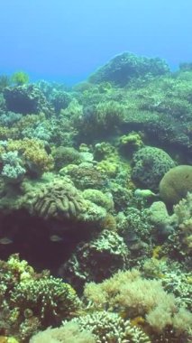 Renkli tropikal mercan resifi. Sert ve yumuşak mercanlar, sualtı manzarası. Filipinler.