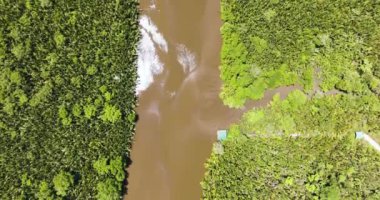 Bataklıktaki orman ve mangrovların havadan görünüşü. Menumbok orman rezervi. Borneo, Sabah, Malezya.