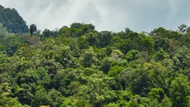 Borneo ormanının tropikal manzarasının havadan görünüşü. Sabah, Malezya.