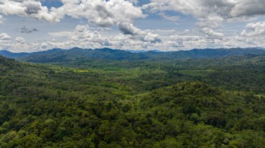 Aerial view of rainforests on the island of Borneo. Jungle in the tropics. Malaysia. clipart