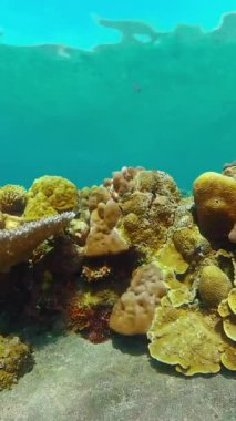 Deniz tüplü dalışı. Su altı renkli tropikal mercan resifi deniz manzarası.