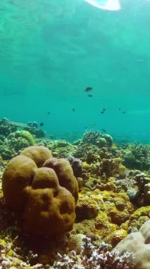 Marine life sea world. Underwater fish reef marine. Tropical colourful underwater seas.