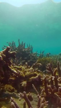 Suyun altındaki mercan kayalıklarında balıklar ve deniz yaşamı var. Mercan resifi ve tropikal balıklar.