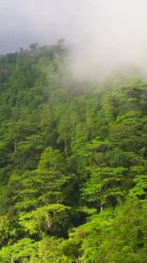 Dağlardaki tropik yeşil orman ve Sri Lanka dağlarındaki orman tepeleri. Dikey video.