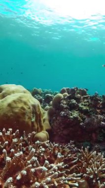 Tropik mercan resifi. Su altında balıklar ve mercanlar.