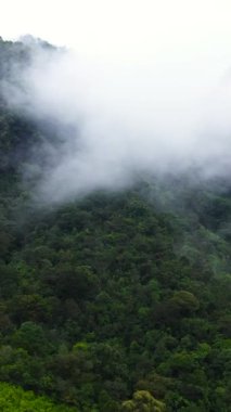 Sis ve bulutlarla kaplı ormanlı dağ yamaçları. Sri Lanka. Dikey video.