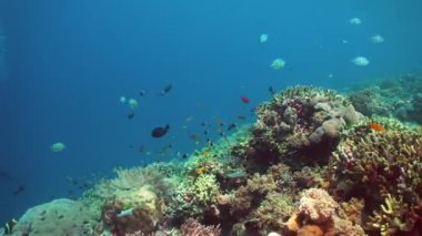 Mercan resifleri ve tropikal balıklarla dolu güzel sualtı dünyası. Seyahat tatili kavramı Sipadan, Malezya.