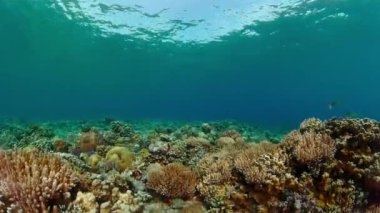 Tropical Fish Corals Marine Reef. Underwater Sea Tropical Life. Tropical underwater sea fishes. Underwater fish reef marine. Tropical colorful underwater seascape.