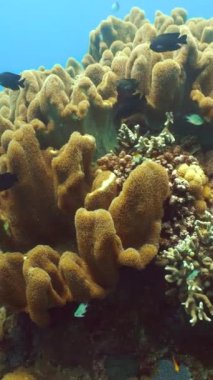 Mercan bahçesi deniz manzarası ve sualtı dünyası. Renkli tropikal mercan resifleri. Hayat mercan kayalıkları. Filipinler.