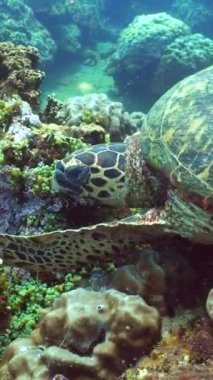 Deniz kaplumbağaları mercan resiflerinde bitki yerler. Tropik mercan resifleri ve su altında balıklar.