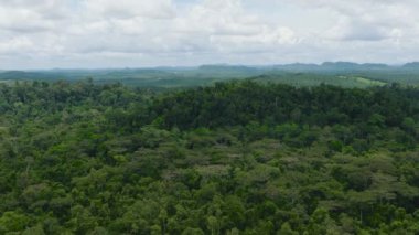 Ormanın ve Borneo 'nun tropikal ormanlarının en iyi manzarası. Malezya.
