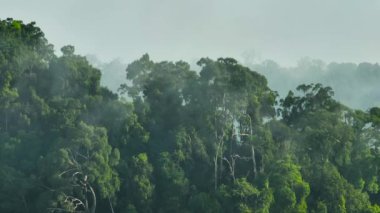 Sabah sisinde orman ve yağmur ormanlarının havadan görünüşü. Borneo. Sabah, Malezya.