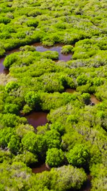 Bataklığın ortasında ağaçların olduğu tropikal ormanın havadan görünüşü. Sri Lanka.