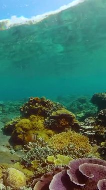 Deniz Resifi Sualtı Sahnesi. Tropik sualtı balığı..