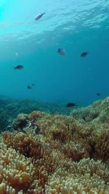 Su altı deniz balığı. Tropikal balıklar ve mercan resifleri suyun altında.