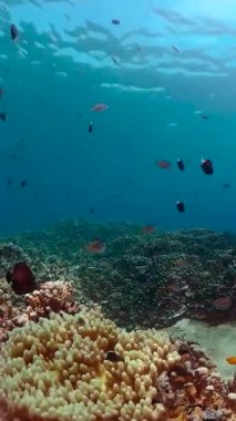 Underwater Scene Coral Reef. Tropical underwater sea fishes.