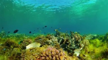 Su altı balık resifi denizcisi. Tropik renkli sualtı deniz manzarası. Filipinler.