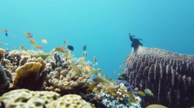 Mercan resifleri ve tropikal balıklarla dolu güzel sualtı dünyası. Leyte, Filipinler. Seyahat tatili kavramı