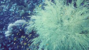 Sualtı Sahne Mercan Resifi. Su altı deniz balığı. Tropik resif denizcisi. Renkli sualtı deniz manzarası. Leyte, Filipinler.