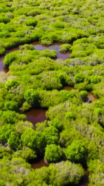 Bataklığın ortasında ağaçların olduğu tropikal ormanın havadan görünüşü. Sri Lanka.