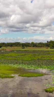 Tropikal bitki örtüsü ve bataklıkları olan bir ulusal park. Sri Lanka.