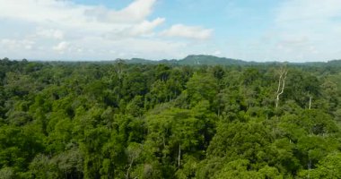 Tropiklerdeki orman ve yağmur ormanlarının havadan görünüşü. Borneo, Malezya.