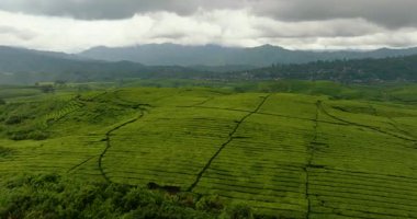 Çay çiftliklerinin hava aracı Kayu Aro. Çay evi olan bir dağ manzarası. Sumatra. Sumatra Endonezya.