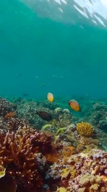 Sualtı tropikal renkli yumuşak sert mercanlar deniz manzarası. Su altı balık resifi denizcisi.