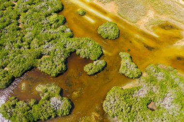 Yağmur ormanlarının ve sulak alanların en iyi manzarası. Sri Lanka.