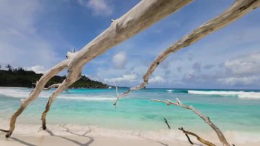 Büyük bir akıntı dalları, turkuaz dalgalara karşı beyaz kumsal üzerinde uzanır. Seyşeller, La Digue. Anse Komandoları.