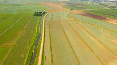 En üst düzey tarım manzarası alanları. Yazın başında tarlada yeşil mahsul.