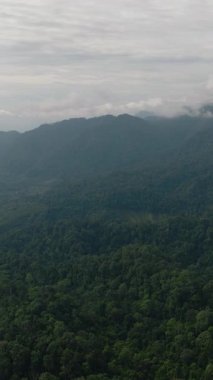 Dağlarda yeşil yağmur ormanı ve orman. Bukit Lawang. Sumatra, Endonezya. Dikey video.