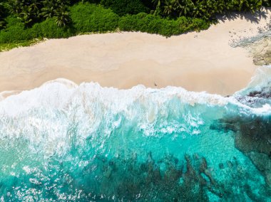 Palmiye ağaçları olan tropik bir sahil. Seyşeller, Mahe. Anse Petit Boileau.