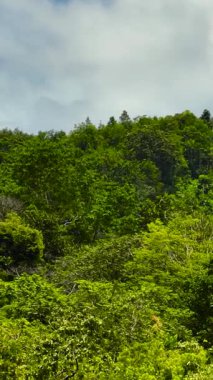 Dağların tepesindeki yağmur ormanları, ağaçlar ve bulutlu mavi gökyüzü. Sumatra, Endonezya. Dikey video.