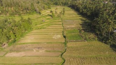 Asya 'da tarım arazileri ve pirinç tarlaları. Endonezya, Bali kırsallarında pirinç tarlalı tarım arazisi.