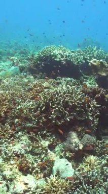 Deniz, mercan resifinin yakınında dalış. Suyun altındaki canlı mercan resiflerinde güzel renkli tropikal balıklar. Sipadan, Malezya. Dikey video.