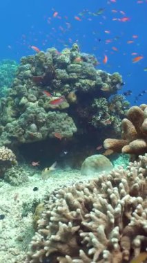 Renkli tropikal mercan resifi. Sahne resifi. Deniz yaşamı deniz dünyası. Sipadan, Malezya. Dikey video.