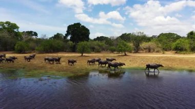 Bir bufalo sürüsü göl boyunca yürüyor. Kumana Ulusal Parkı, Sri Lanka.