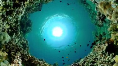 Reef Coral Tropical Garden. Tropical underwater sea fish. Colourful tropical coral reef.