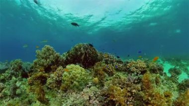 Mercan resifi balık sahnesi. Tropik sualtı balığı. Renkli tropikal mercan resifi. Filipinler.
