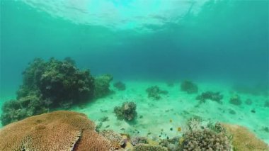 Tropik renkli sualtı deniz manzarası. Tropikal balıklar ve mercan resifleri suyun altında. Su altı manzarası. Filipinler.