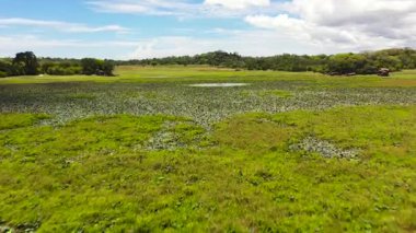 Mavi gökyüzü ve bulutlardan oluşan bir arka planda tropik bitki örtüsü olan bir bataklık ya da göl. Sri Lanka.