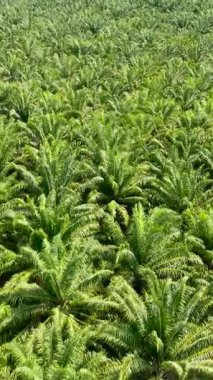 Palm Petrol Çiftliği 'nin hava aracı. Palm Petrol Gayrimenkulleri ve Çiftliği. Borneo, Malezya. Dikey video.