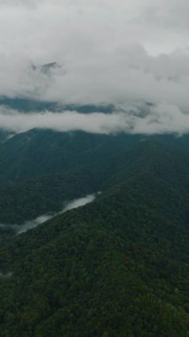 Dağ yamaçlarında yağmur ormanları ve orman manzarası var. Malezya. Borneo,Sabah. Dikey video.