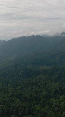 Dağlarda yeşil yağmur ormanı ve orman. Bukit Lawang. Sumatra, Endonezya. Dikey video.